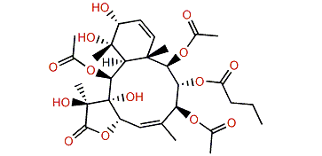 Violide U